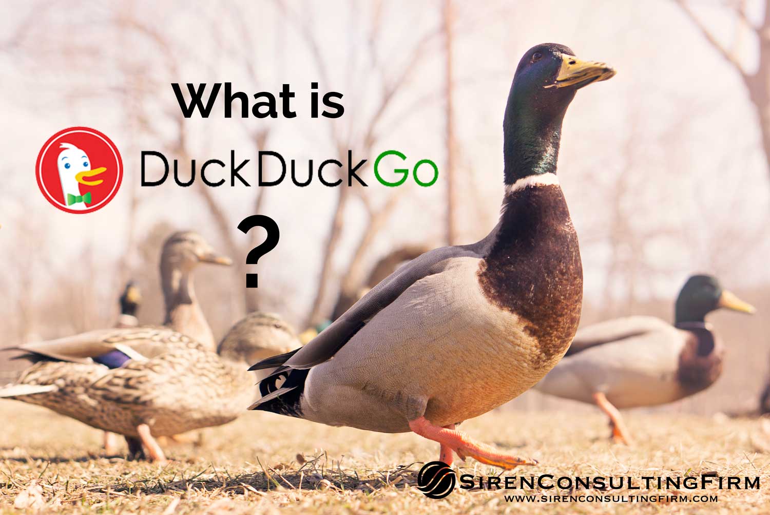 What Is DuckDuckGo?